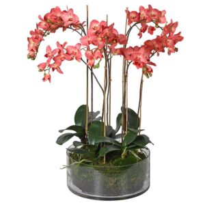 Växt "Orchid Coral Lady" – Grevinnans Butik & Inredning