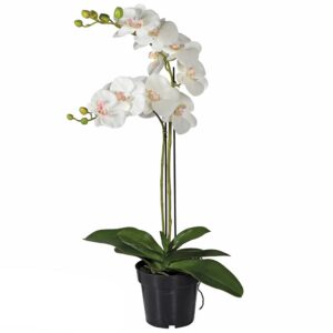 Växt "Orchid White Dream" – Grevinnans Butik & Inredning