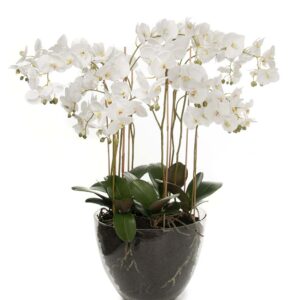 Växt "Orkidè White Bride" – Grevinnans Butik & Inredning